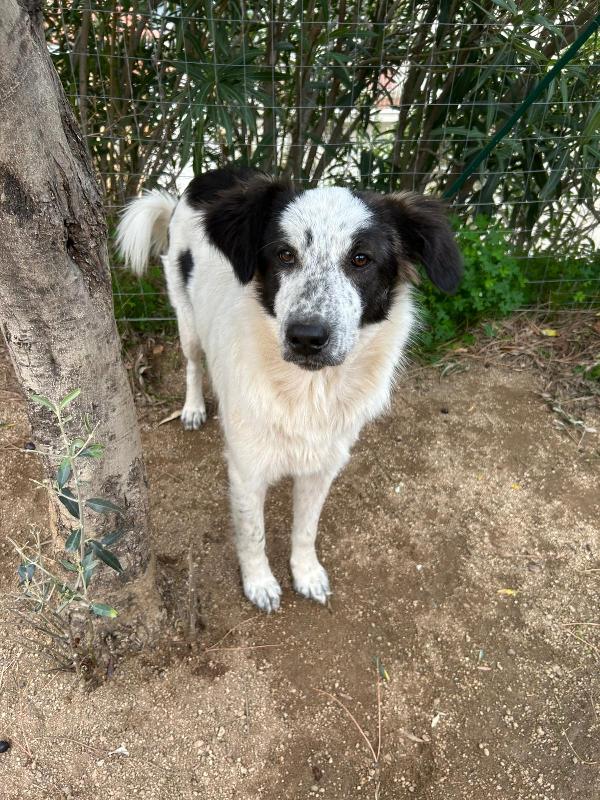 Bella splendida dolcissima cucciola cerca famiglia  Foto 5
